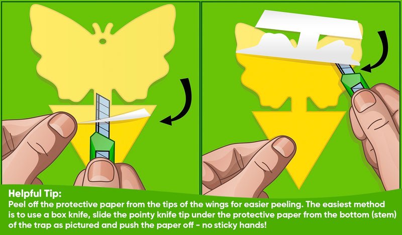 Sticky traps for insects: how they work - Plantura